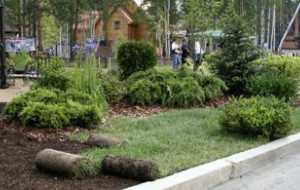 Озеленение - Ландшафтная архитектура и строительство садов "ЛАИСС" Екатеринбург
